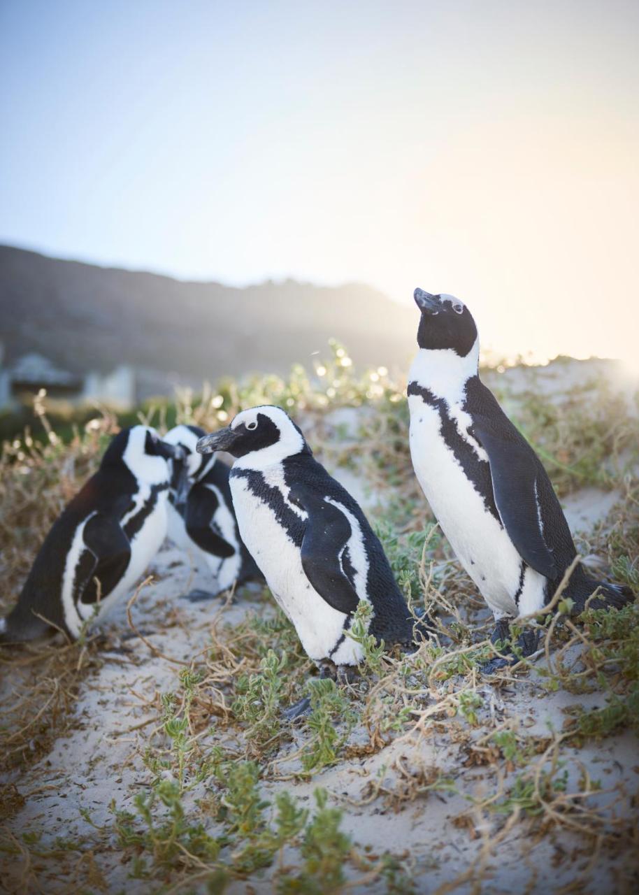 Simonʼs Town ポート オブ コール ベッド アンド ブレックファースト Bed & Breakfast エクステリア 写真